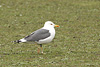 juvenile LBBG in October, ringed in Norway. (131273 bytes)